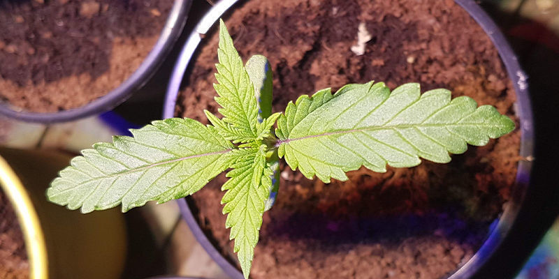 Fusy z kawy i marihuana: praktyczny nawóz Fusy z kawy i marihuana: praktyczny nawóz