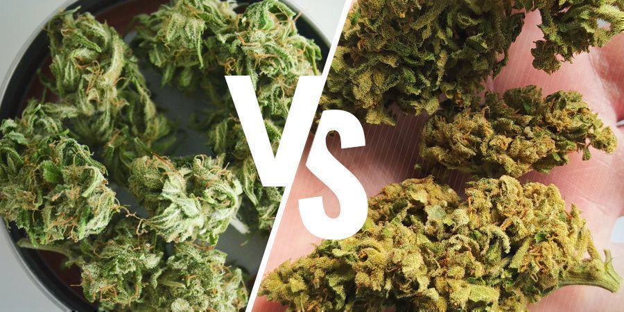 Kolor Indoor vs Outdoor Grown Cannabis: Colour