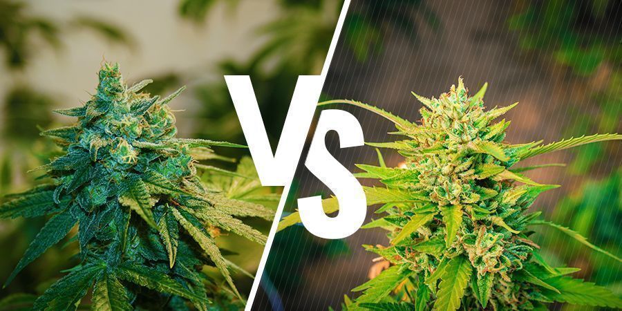Cannabis z uprawy indoor vs outdoor: jakie są różnice? Cannabis z uprawy indoor vs outdoor: jakie są różnice?