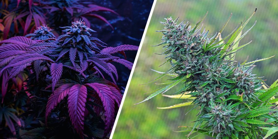 Która marihuana jest lepszej jakości — z uprawy indoor czy outdoor? Która marihuana jest lepszej jakości — z uprawy indoor czy outdoor?