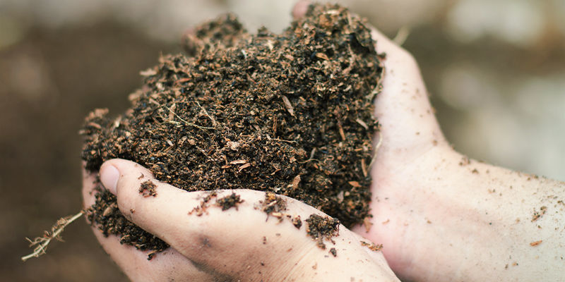 Czy potrzebujesz kwasu fulwowego lub humusowego, aby uprawiać marihuanę?