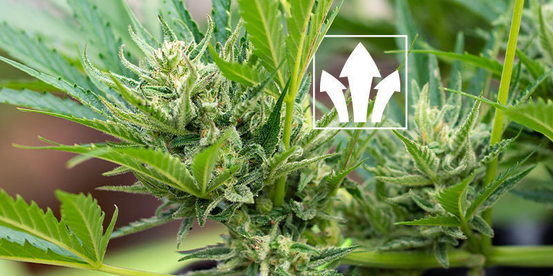 Jakie są korzyści ze stosowania kwasów humusowych i fulwowych w uprawie konopi?