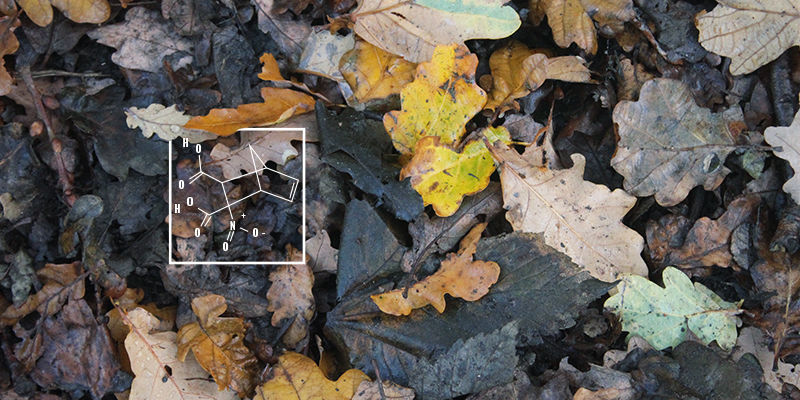 Czym jest kwas humusowy?