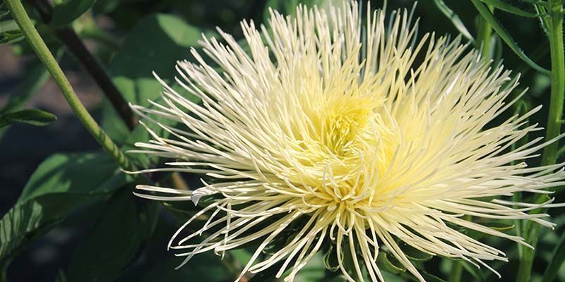 Czym jest kanna? Czym jest kanna?