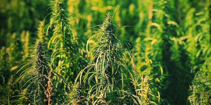 Genetyka / Skład chemiczny / THC