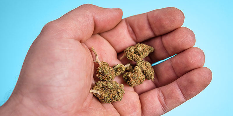 Naukowcy wyjaśniają, ile zioła jest w przeciętnym joincie