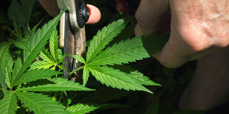 Jak zapobiegać blokadzie składników odżywczych Jak zapobiegać blokadzie składników odżywczych