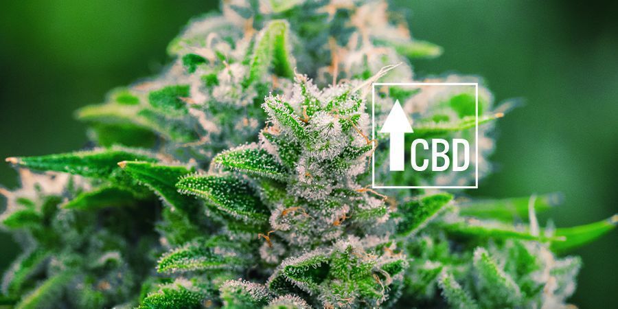 Cannabis ruderalis zmienił scenę CANNABIS RUDERALIS ZMIENIŁ SCENĘ