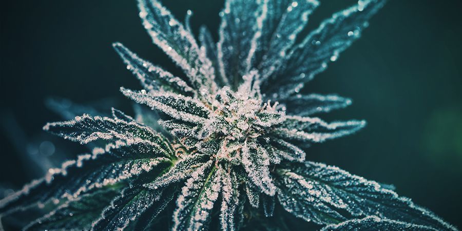 The History Of Cannabis Ruderalis THE HISTORY OF CANNABIS RUDERALIS