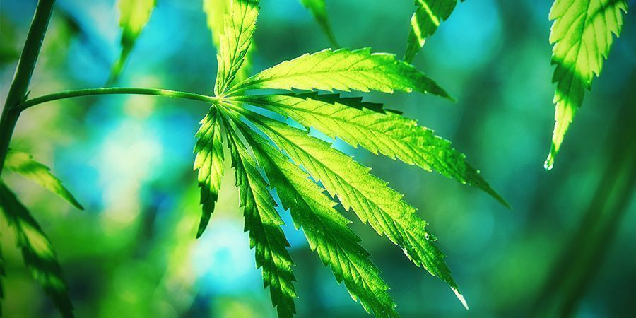 Co odróżnia Cannabis ruderalis? WHAT MAKES CANNABIS RUDERALIS DIFFERENT ?