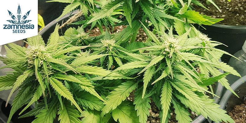 Blueberry Automatic (Zamnesia Seeds) Blueberry Automatic (Zamnesia Seeds)