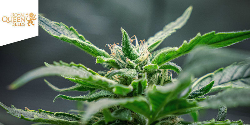 Dance World (Royal Queen Seeds) Dance World (Royal Queen Seeds)