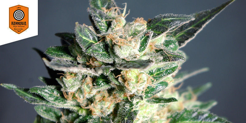 BCN Diesel CBD (Kannabia) BCN Diesel CBD (Kannabia)