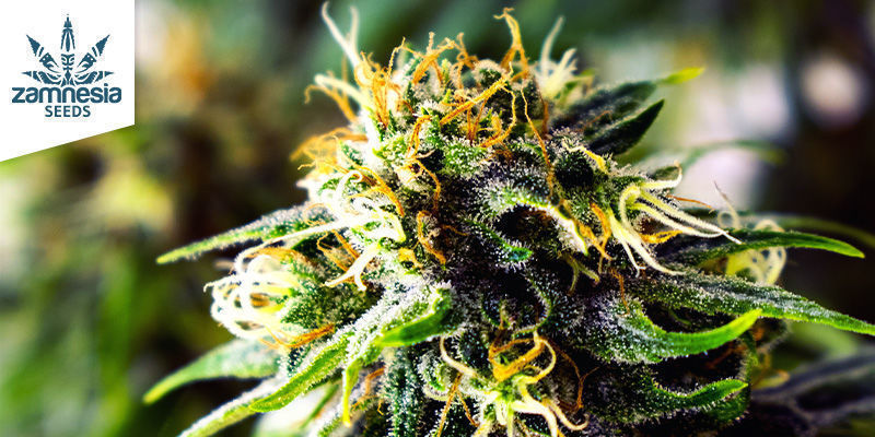 White Monster Automatic (Zamnesia Seeds) White Monster Automatic (Zamnesia Seeds)