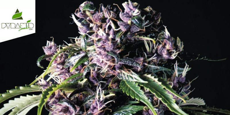 Purple (Pyramid Seeds) Purple (Pyramid Seeds)