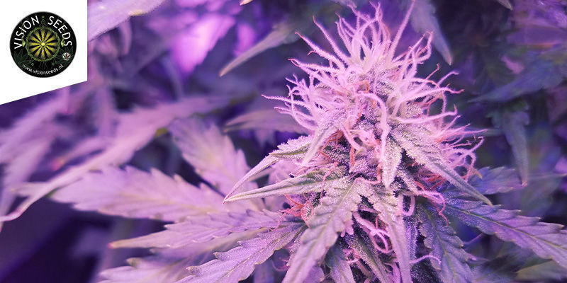 Doctor Jamaica (Vision Seeds) Doctor Jamaica (Vision Seeds)