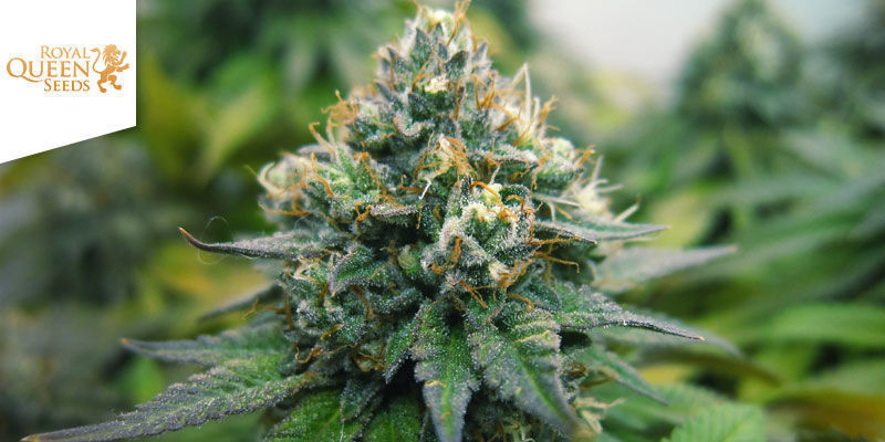 Euphoria (Royal Queen Seeds) Euphoria (Royal Queen Seeds)
