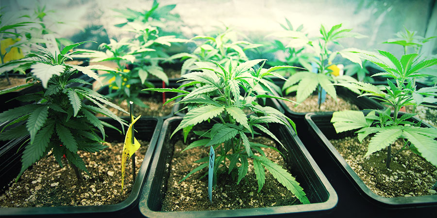 Wybór odpowiedniego rozmiaru doniczki dla twoich roślin