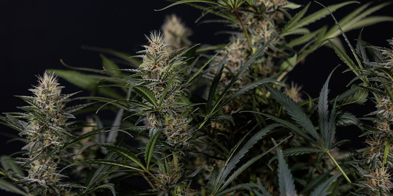 Przyszłość należy do mocnych odmian: równowaga smaku i mocy