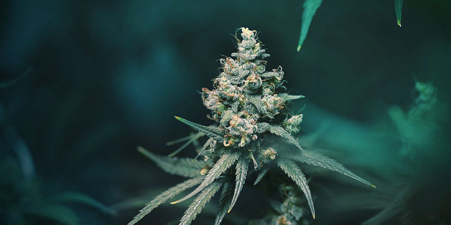 Big Buddha Cheese (Big Buddha Seeds) Big Buddha Cheese (Big Buddha Seeds)