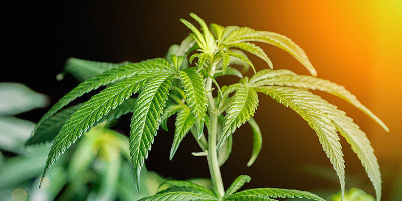 Jak uprawiać Big Buddha Cheese JAK UPRAWIAĆ BIG BUDDHA CHEESE