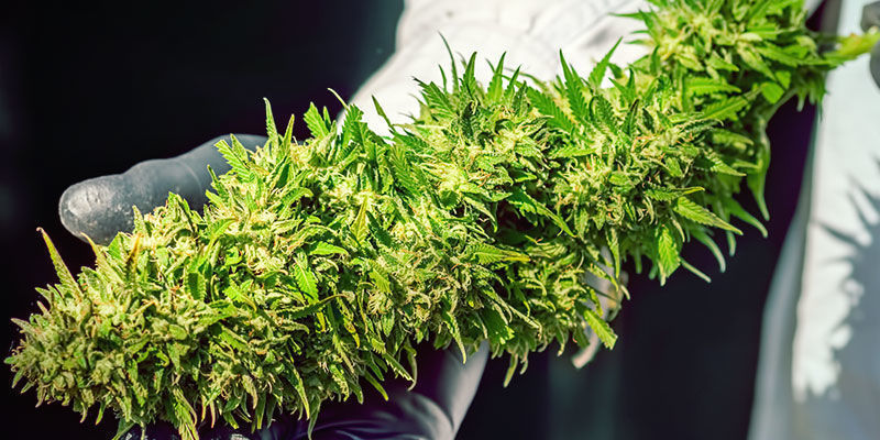 Charakterystyka Skunk #1 Weed