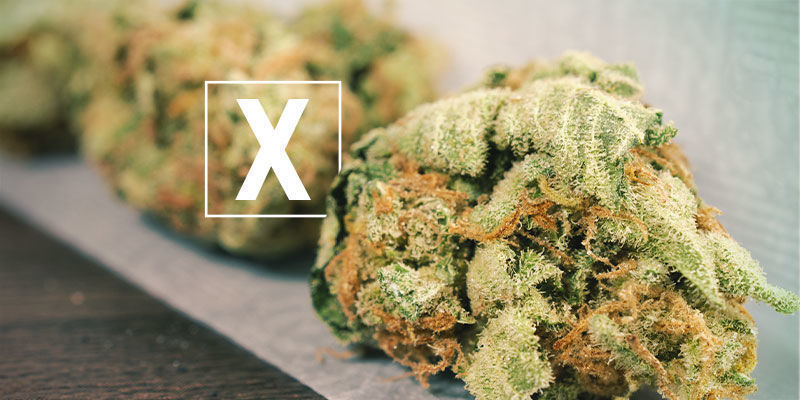 Czy Skunk jest złą marihuaną?