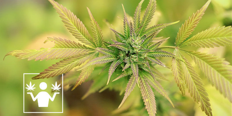 Różnica między skunkiem a marihuaną