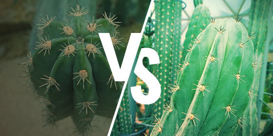 Bolivian Torch kontra Peruvian Torch