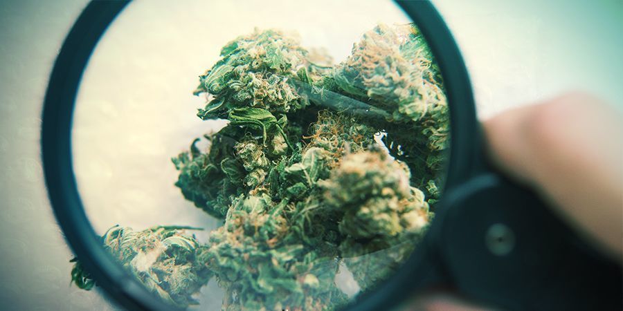 Wygląd: zielony kontra brązowy Wygląd: zielony kontra brązowy