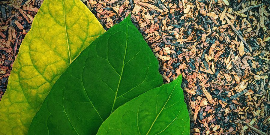 Kultura smaku i tytoniu Kultura smaku i tytoniu