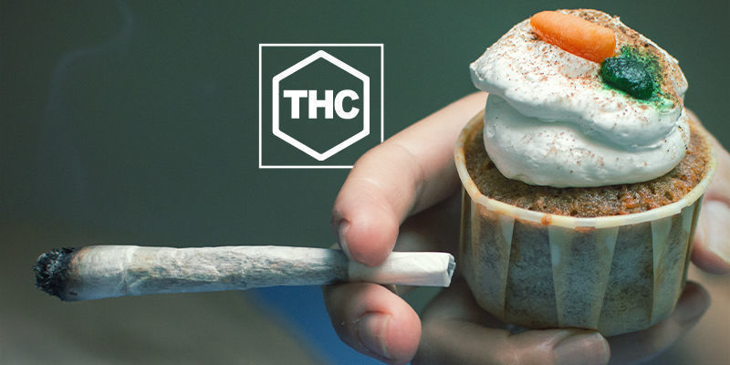 THC i produkcja greliny THC & Ghrelin Production