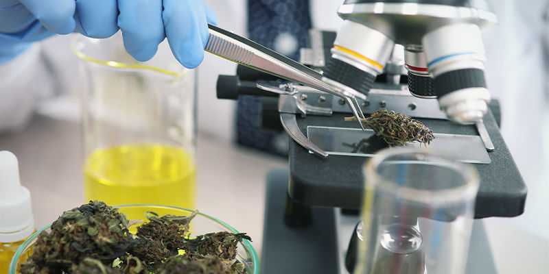 Przyszłość konopi a układ trawienny Przyszłość konopi a układ trawienny