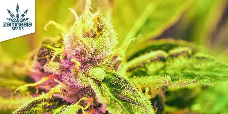 Amnesia Haze (Zamnesia Seeds) Amnesia Haze (Zamnesia Seeds)