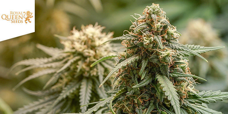 Haze Berry (Royal Queen Seeds) Haze Berry (Royal Queen Seeds)
