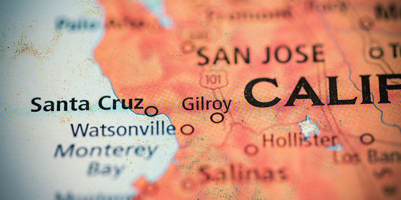 Historia odmiany Haze Historia odmiany Haze