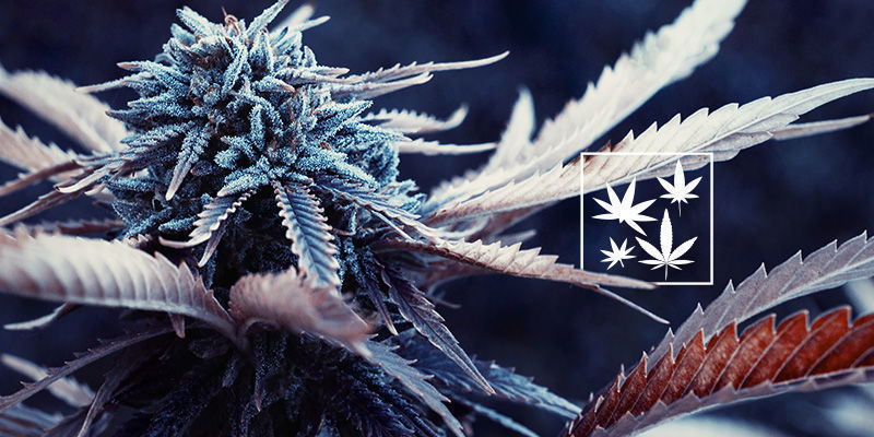 Ile istnieje odmian Haze? Ile istnieje odmian Haze?