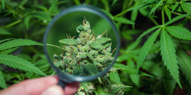 Czy Haze to dobra odmiana marihuany? Czy Haze to dobra odmiana marihuany?