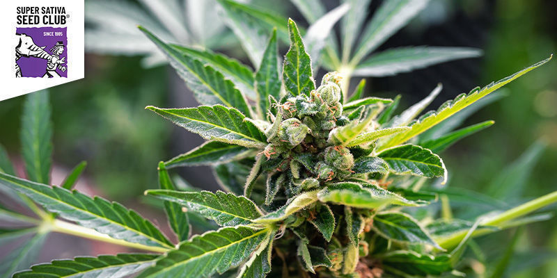 Kees’ Old School Haze (SSSC) Kees’ Old School Haze (SSSC)