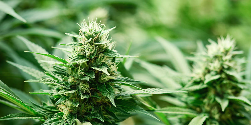 Czym są odmiany Haze? Czym są odmiany Haze?