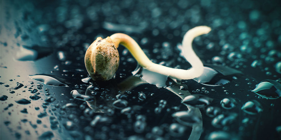 Rozkręć swoją uprawę: kiełkowanie i siewki