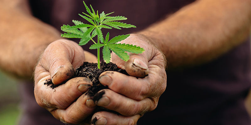 Przyszłość konopi w Europie (i poza nią)