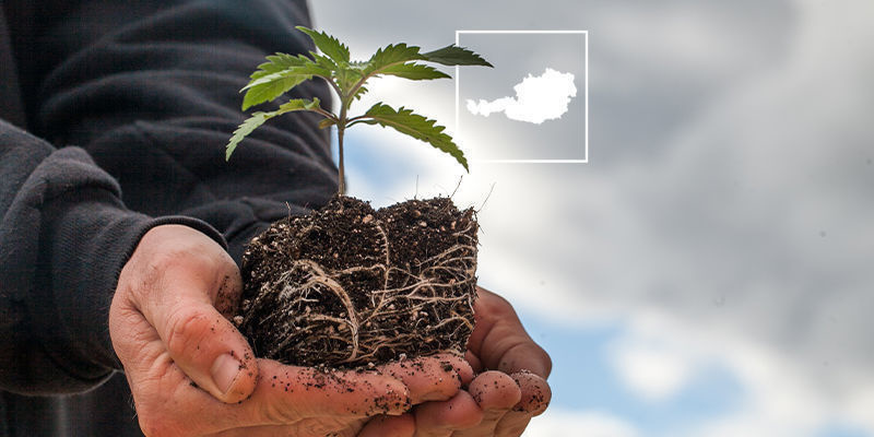 Status konopi w Austrii