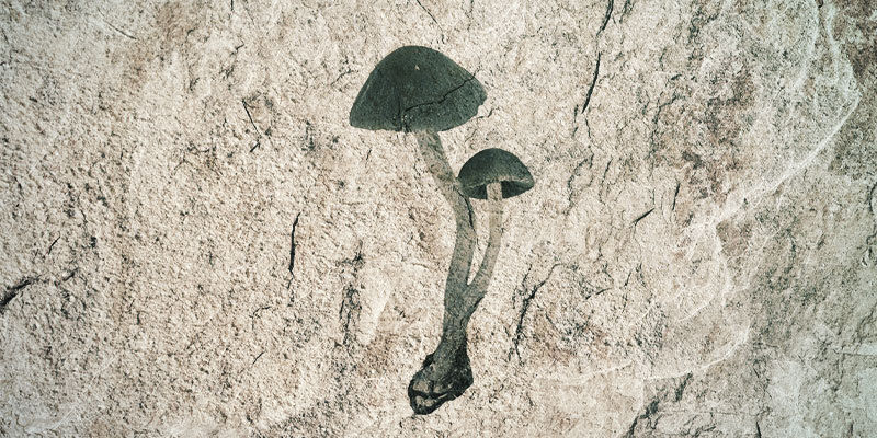 Co mają wspólnego grzybki halucynki z teorią naćpanego małpoluda? Co mają wspólnego grzybki halucynki z teorią naćpanego małpoluda?