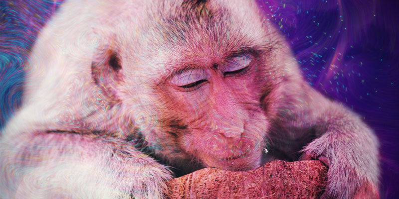 Czym jest teoria naćpanej małpy? Czym jest teoria naćpanej małpy?