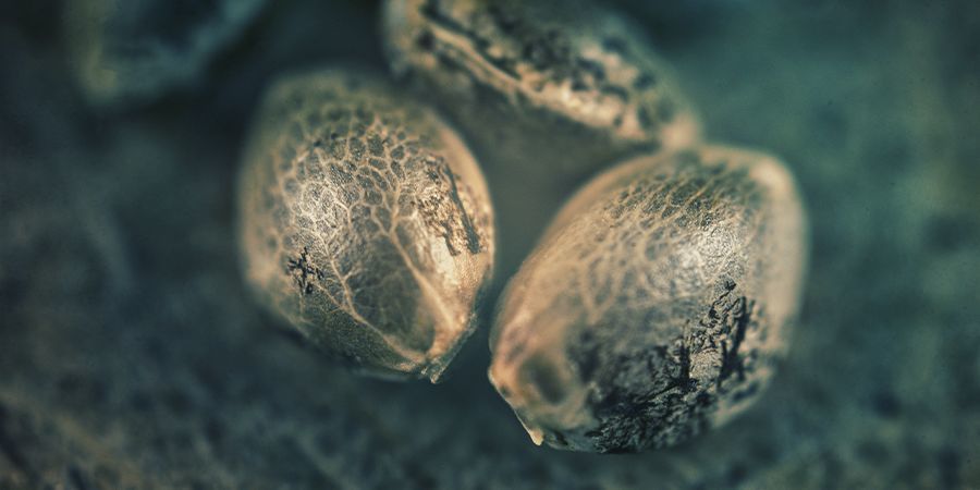 SATIVA, INDICA, HYBRYDA: JAK CHCESZ, ŻEBY TWOJA MJARA NA CIEBIE DZIAŁAŁA?