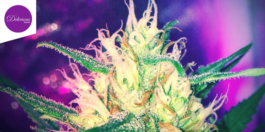 Critical Neville Haze Auto (Delicious Seeds)