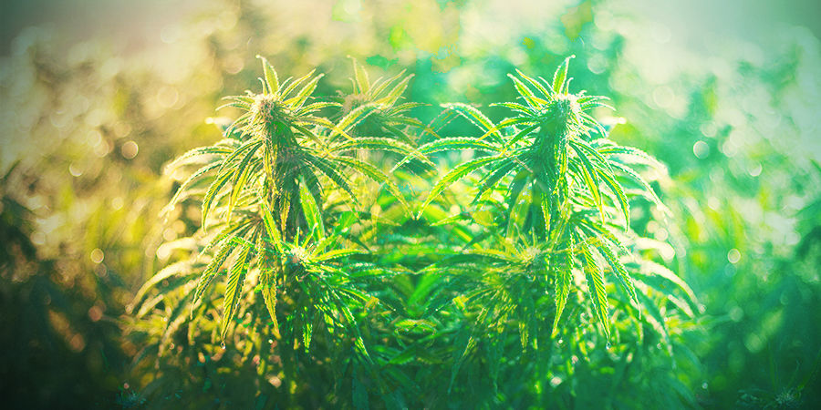 JAK WYBRAĆ ODPOWIEDNIĄ ODMIANĘ MARIHUANY W NIEMCZECH