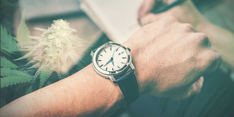 UPRAWA KONOPI – ZAPLANUJ CYKL, ABY UNIKNĄĆ PROBLEMÓW