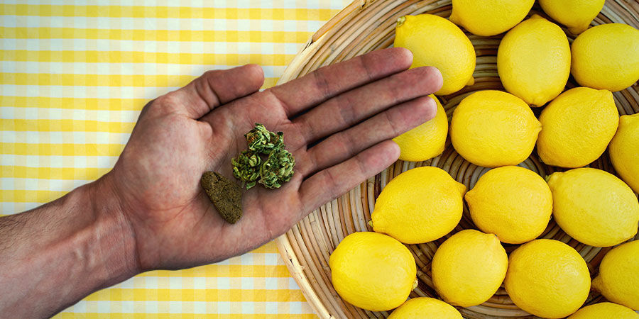 Blue Widow: Flavour & Effects BLUE WIDOW: FLAVOUR & EFFECTS